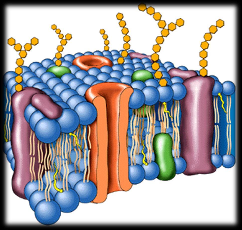 Membrana