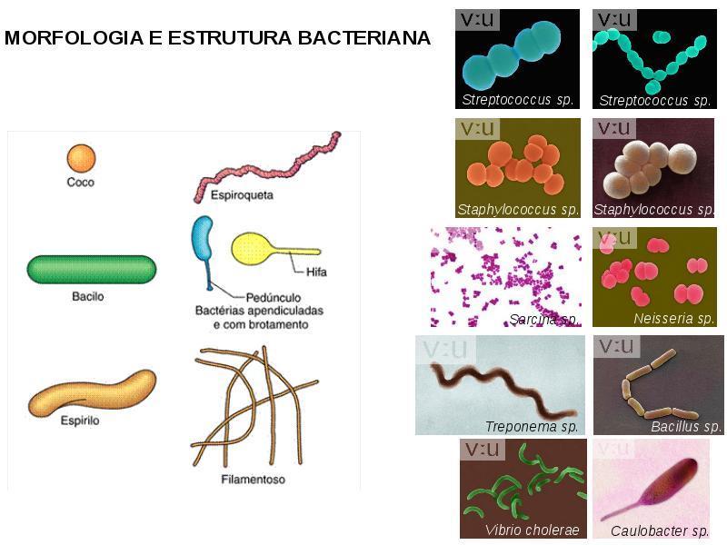 Morfologia