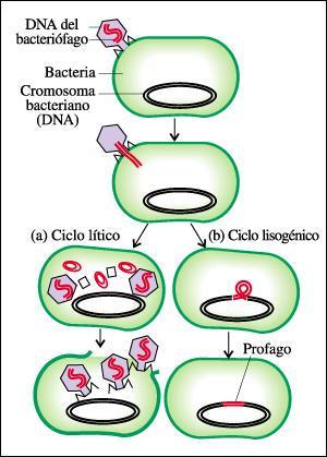 Ciclos