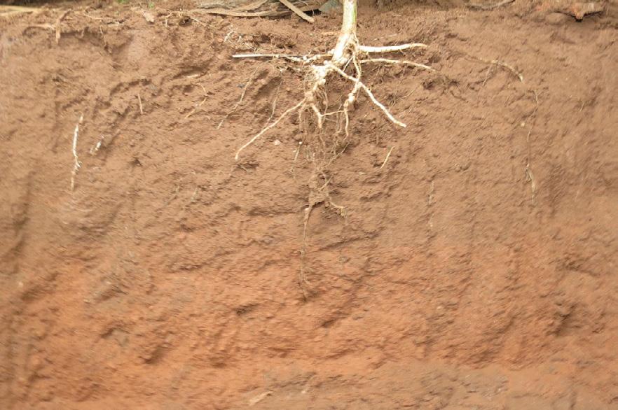(2010), em Latossolo Vermelho argiloso, verificaram que a compactação do solo influenciou negativamente o comprimento, a superfície e o diâmetro médio radicular do milho, até m de profundidade.