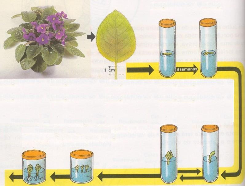 Clonagem Cultura in vitro da Violeta Africana.