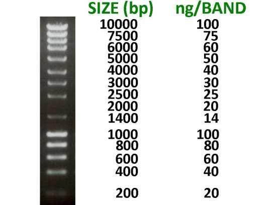 ANEXO Meio LB (g/l) - 10 g Peptona - 5 g Extracto de levedura - 5 g NaCl Tampão TAE (50x) (TP6) -242 g TRIS base -57,1 ml ácidi acético glacial -100 ml de