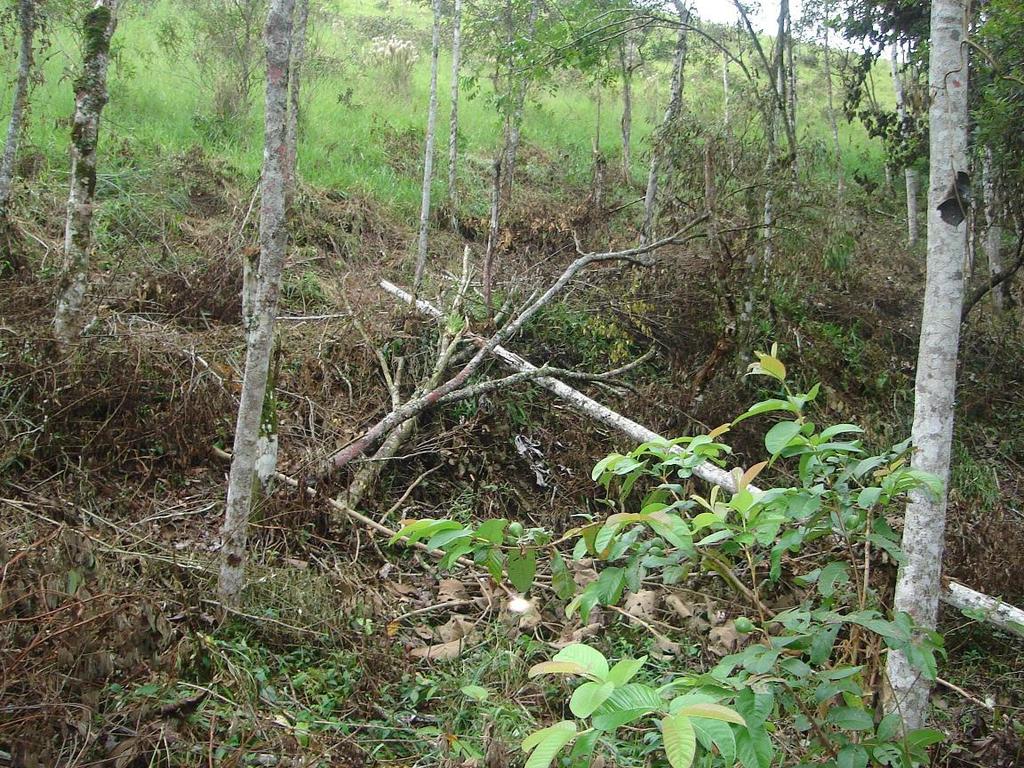 Foto 1: Derrubada ilegal da mata na microbacia do ribeirão dos Buenos para a formação de pastagens Fo