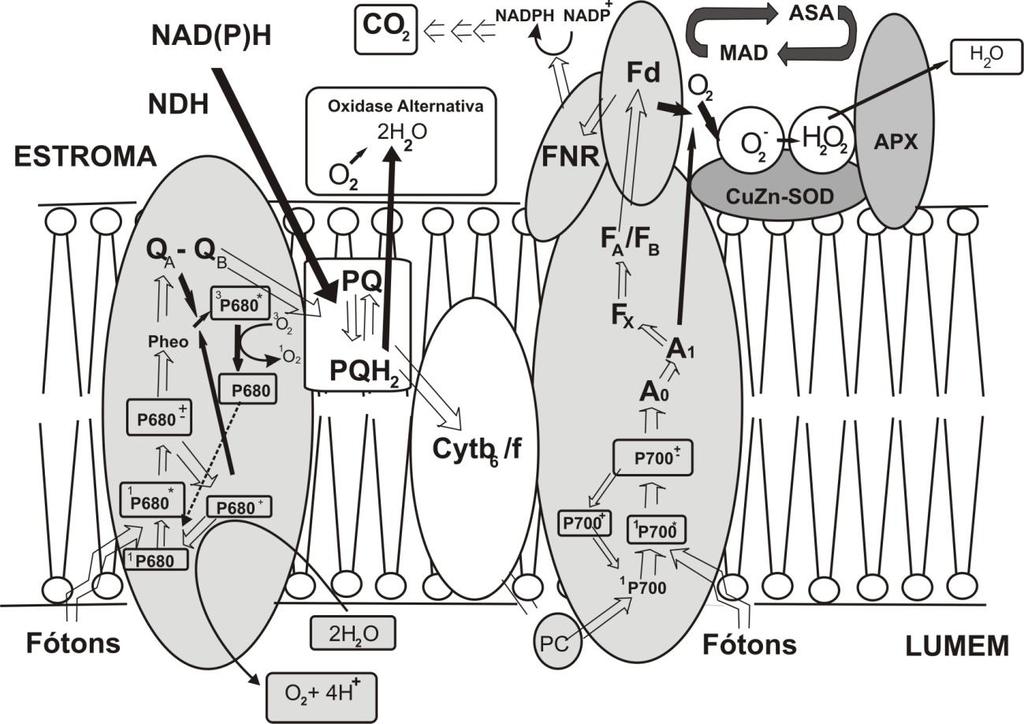 (LI et al., 2009).