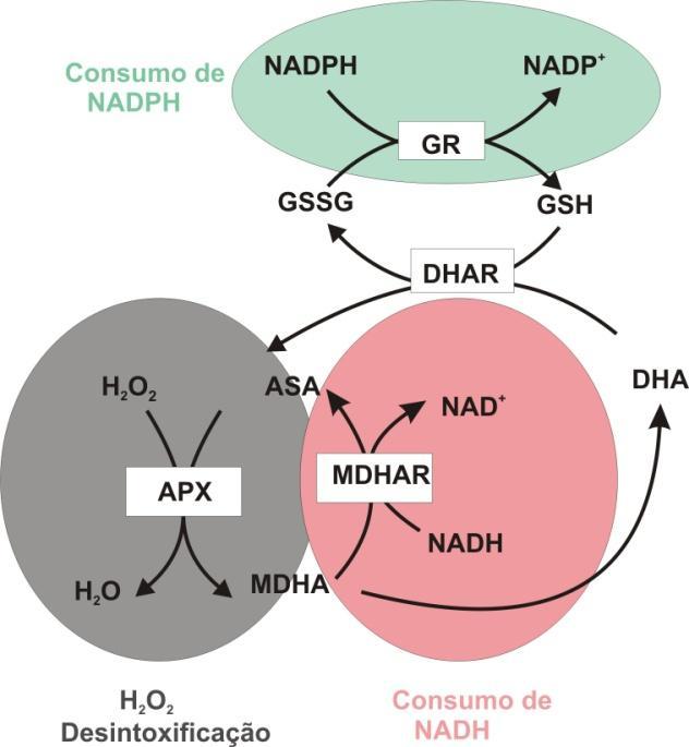 em plantas para defesa contra danos oxidativos.