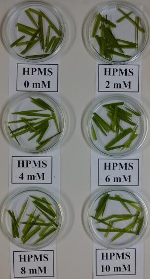 inibidor da oxidase do glicolato (GO), variando de 0 à 10 mm (A) e de 0 à 25 mm (B), e câmara de crescimento