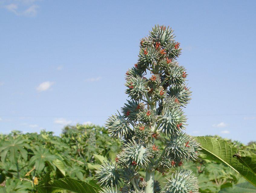 Mamoneira BRS Paraguaçu