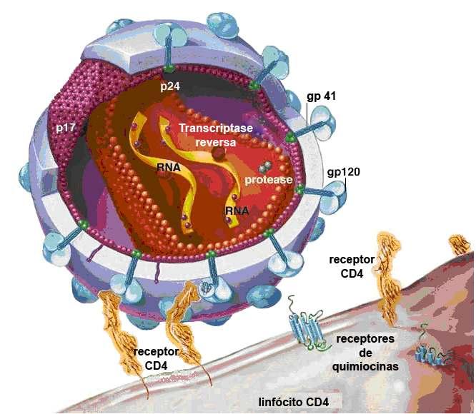 Figura 2. Estrutura morfológica do HIV-1 (Adaptado de http://www.critpath.org/aric/library/img005.htm).