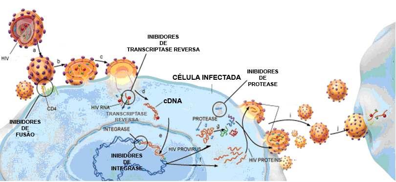 Os vírions são inicialmente montados próximos à membrana celular na forma de partículas imaturas, compostas de um envelope glicoprotéico, RNA genômico e poliproteínas virais.