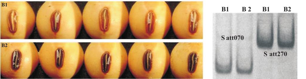 MARCADORES MOLECULARES MICROSSATÉLITES NA AVALIAÇÃO DE SEMENTES DE SOJA do bulk (Figura 3B). A análise individual das sementes confirmou a variação observada no bulk 4 (Figura 3C).