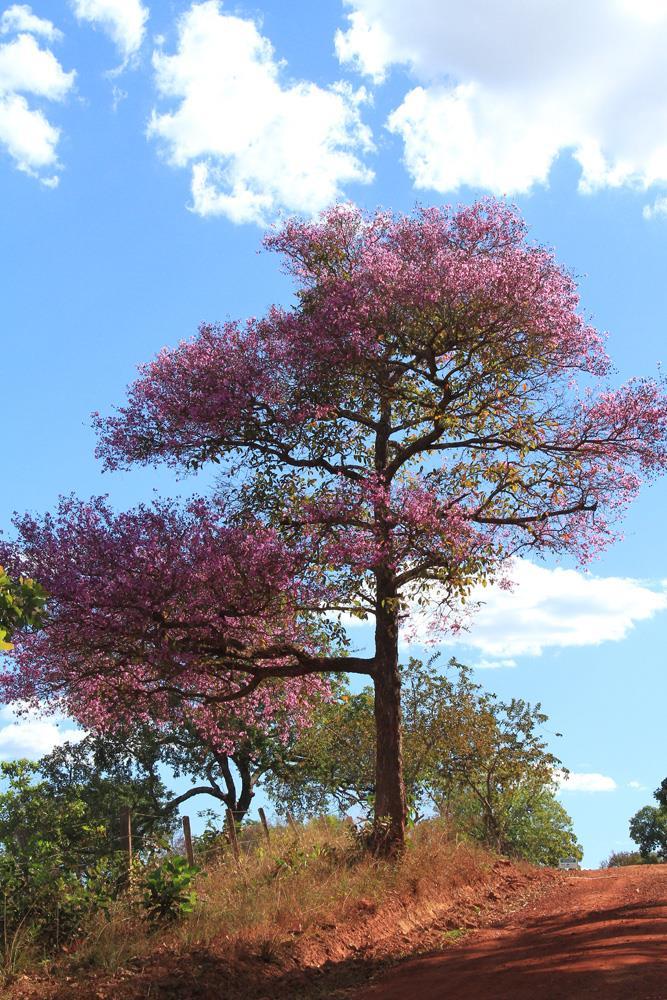 Missão do PEJ Proteger e conservar importante e significativa área de cerrado com suas exuberantes paisagens e abundantes recursos hídricos e relevante