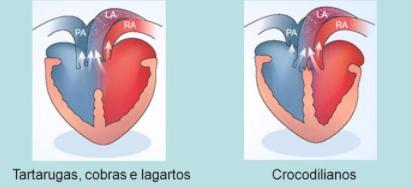 Circulação O coração da maioria dos répteis apresenta dois átrios e dois ventrículos parcialmente divididos. Nos ventrículos ocorrem mistura de sangue arterial com sangue venoso.