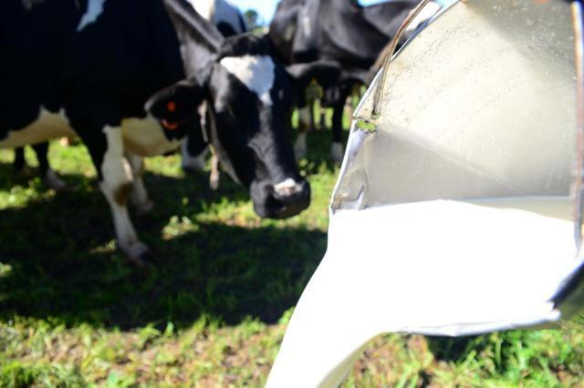 Indústria aposta em programas que dão bônus ao produtor para melhorar qualidade do leite Sistema incentiva produtores a adotarem boas práticas e visa fortalecer o setor diante da descoberta de