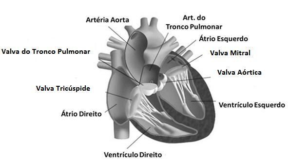 O coração está dividido em quatro cavidades: átrios direito e esquerdo, ventrículos direito e esquerdo, valvas (ou