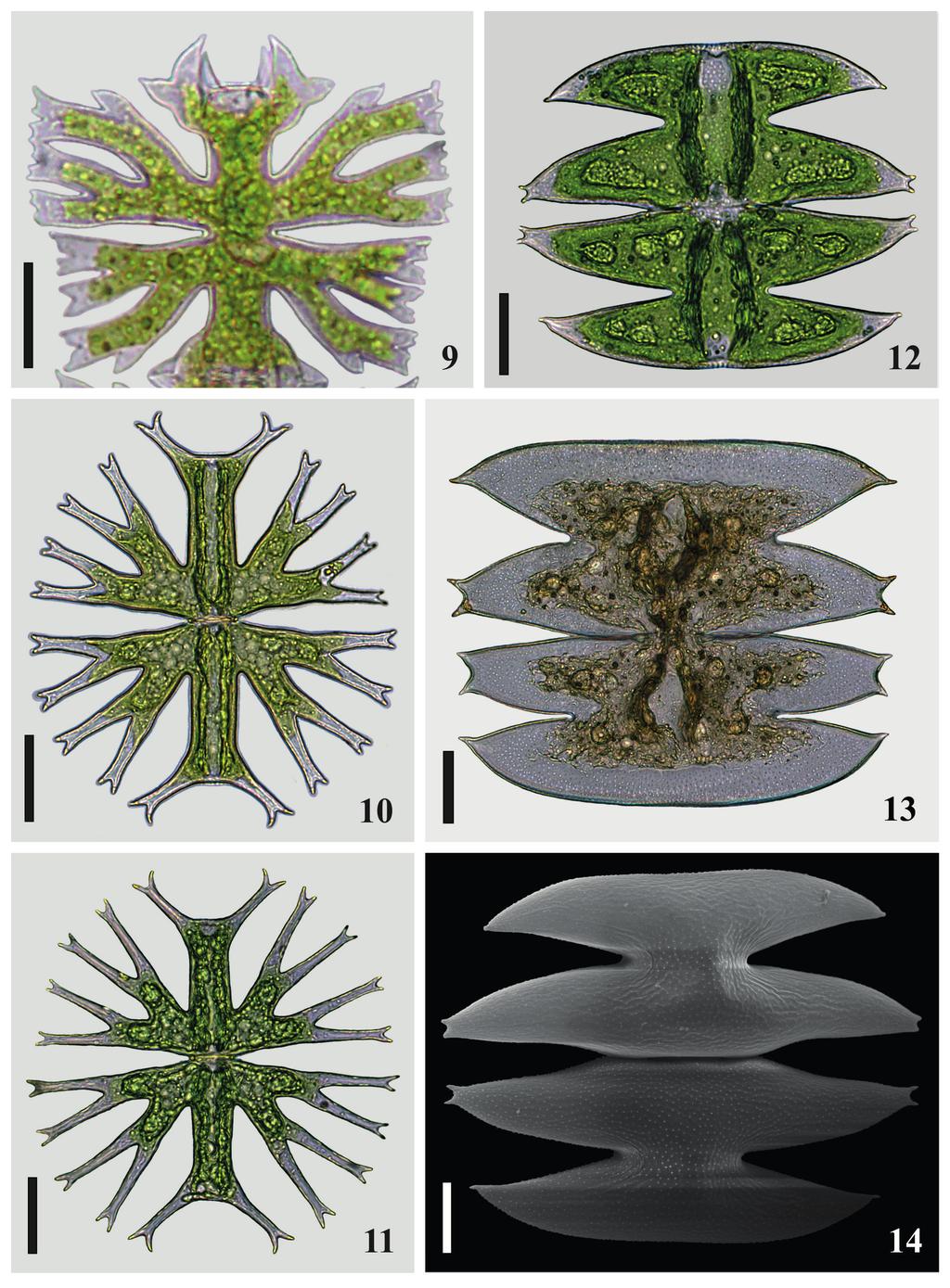 304 Santos et al. Figs. 9-14. 9. Micrasterias foliacea var. foliácea. detalhe da célula; 10. M. furcata var. furcata; 11. M. furcata var. dichotoma; 12-14.