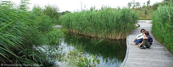 Jardins Filtrantes no rio Sena 5 princípios dos jardins filtrantes: Tratamento Paisagístico Biodiversidade