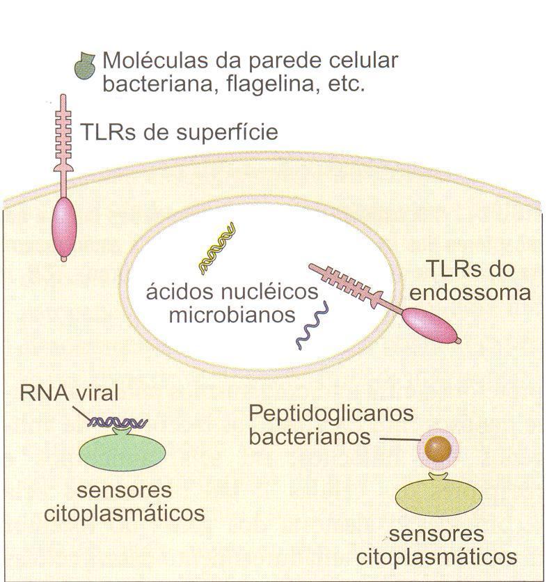 Localização dos receptores