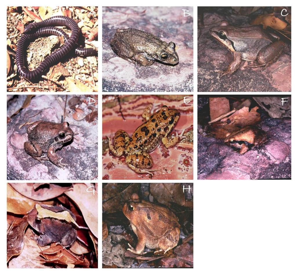 6 Biota Neotrop., 16(3): e20150105, 2016 Dal Vechio, F. et al. Figure 3. Some of the amphibians sampled at PNSCoe.