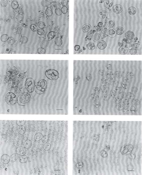 Tabela 1 Período pré-patente, morfologia e morfometria de oocistos encontrados em infecções mistas, em amostras de fezes e raspados de mucosas.