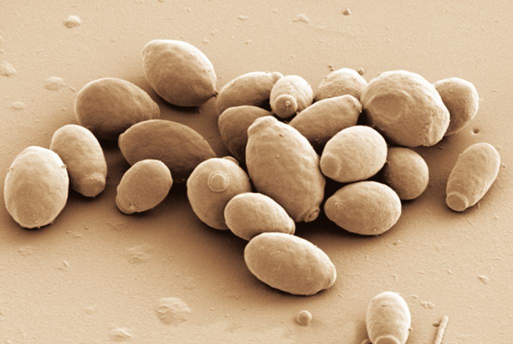 Figura 3.1: Levedura Saccharomyces cerevisiae Fonte: http://visualsunlimited.photoshelter.com 3.2 