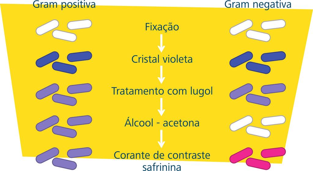 c) Colorações especiais são aquelas utilizadas para corar e identificar partes ou estruturas específicas das bactérias, como: esporo, cápsula, flagelo, grânulos, e outras estruturas.