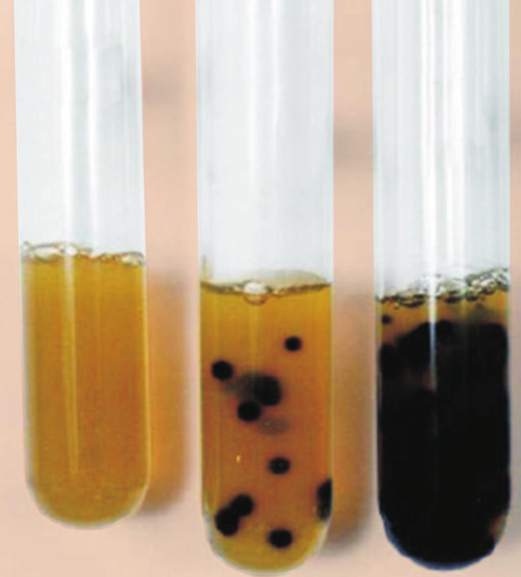 Figura 7.10: Termófilos anaeróbios produtores de H 2S Fonte: Godoy, 2005 7.3.4 Contagem de coliformes totais e fecais Dissolver 10 g de açúcar em 90 ml de água destilada esterilizada.
