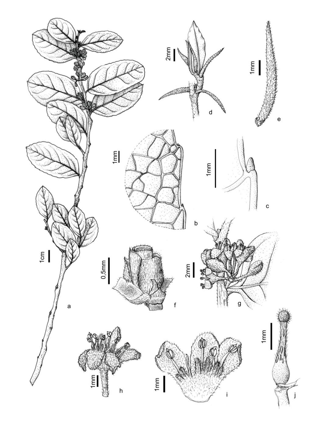 Fig. 25: Casearia mestrensis: a ramo com inflorescência em botões e flores; b detalhe da nervação da folha; c detalhe do bordo com glândula no dente; d detalhe do ramo jovem com estípulas; e estipula