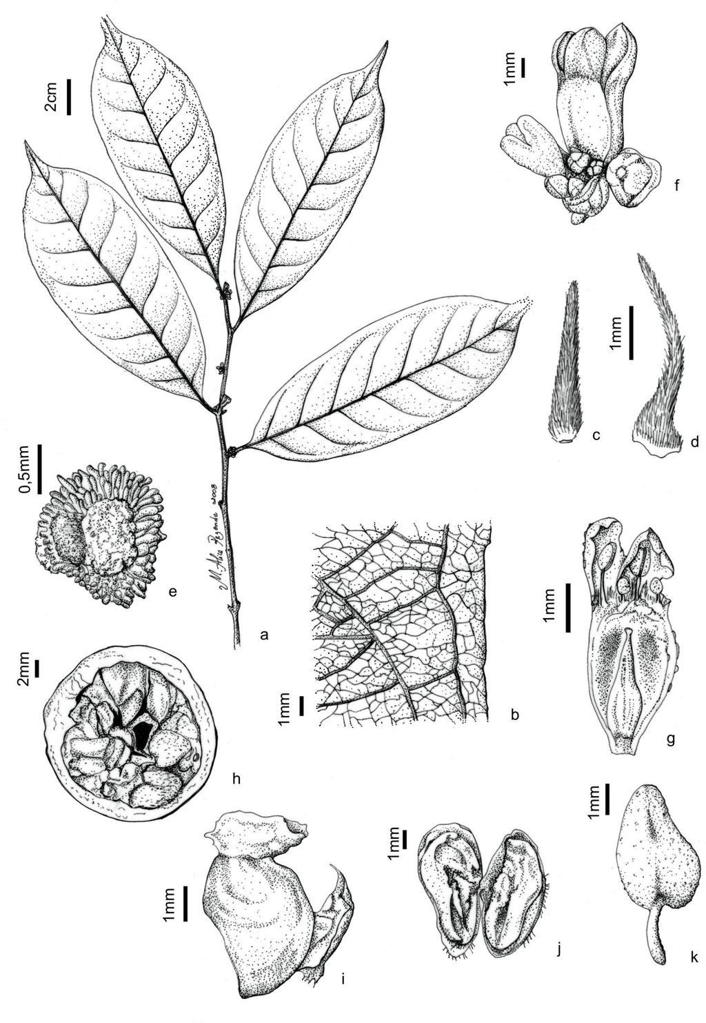 Fig. 35: Casearia resinifera: a ramo com inflorescência em botões; b detalhe da nervação da folha; c estípula face externa; d estípula face interna; e detalhe da bráctea; f inflorescência em botão e