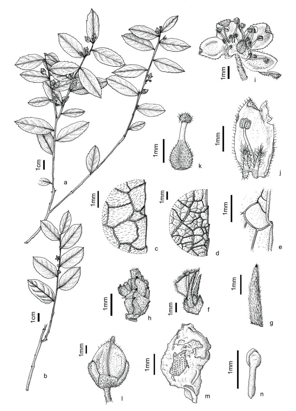 Fig. 36: Casearia rufescens: a ramo com inflorescência em frutos; b ramo com inflorescência em flores; c detalhe da nervação da folha laxamente reticulada; d detalhe da nervação da folha denso