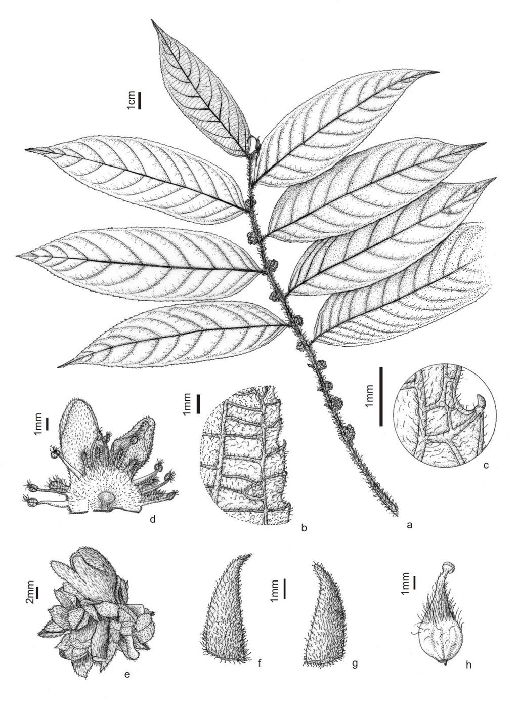 Fig. 38: Casearia rusbyana: a ramo com inflorescência em flores; b - detalhe da nervação da folha; c detalhe do bordo com glândula no dente; d, e estípulas ; f