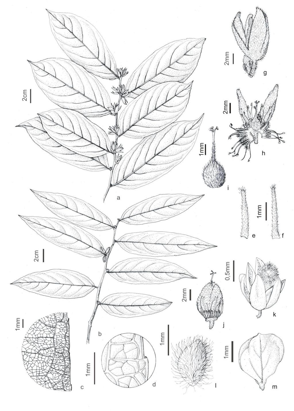 Fig. 43: Casearia spruceana: a ramos com inflorescência em flores; b ramos com frutos; c detalhe da nervura da folha; d detalhe do bordo com glândula no dente; e estípula face externa; f estípula