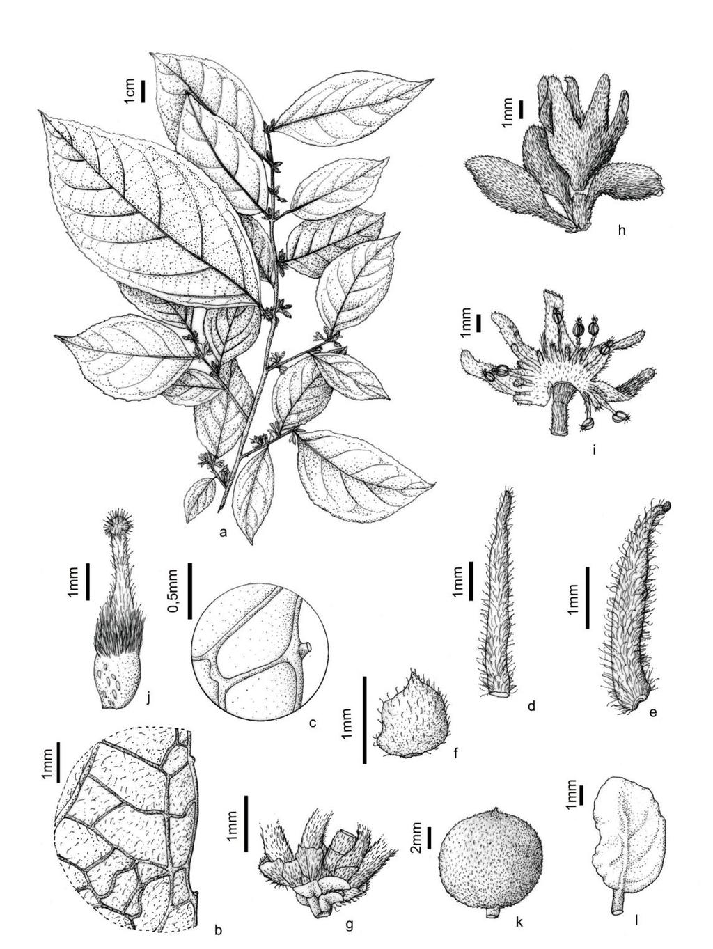Fig. 26: Casearia murceana: a ramo com inflorescência em botões e flores; b detalhe da lâmina e bordo da folha; c detalhe do dente com glândula; d, e estípulas; f detalhe da bráctea; g detalhes das