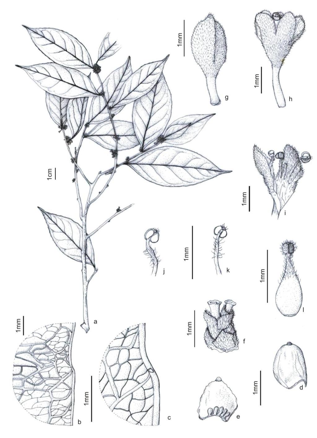 Fig. 48: Casearia zizyphoides: a ramos com inflorescência em botões e flores; b detalhe da nervação da folha; c dentes diminutos no bordo da lâmina com glândula; d estípula face externa; e estípula