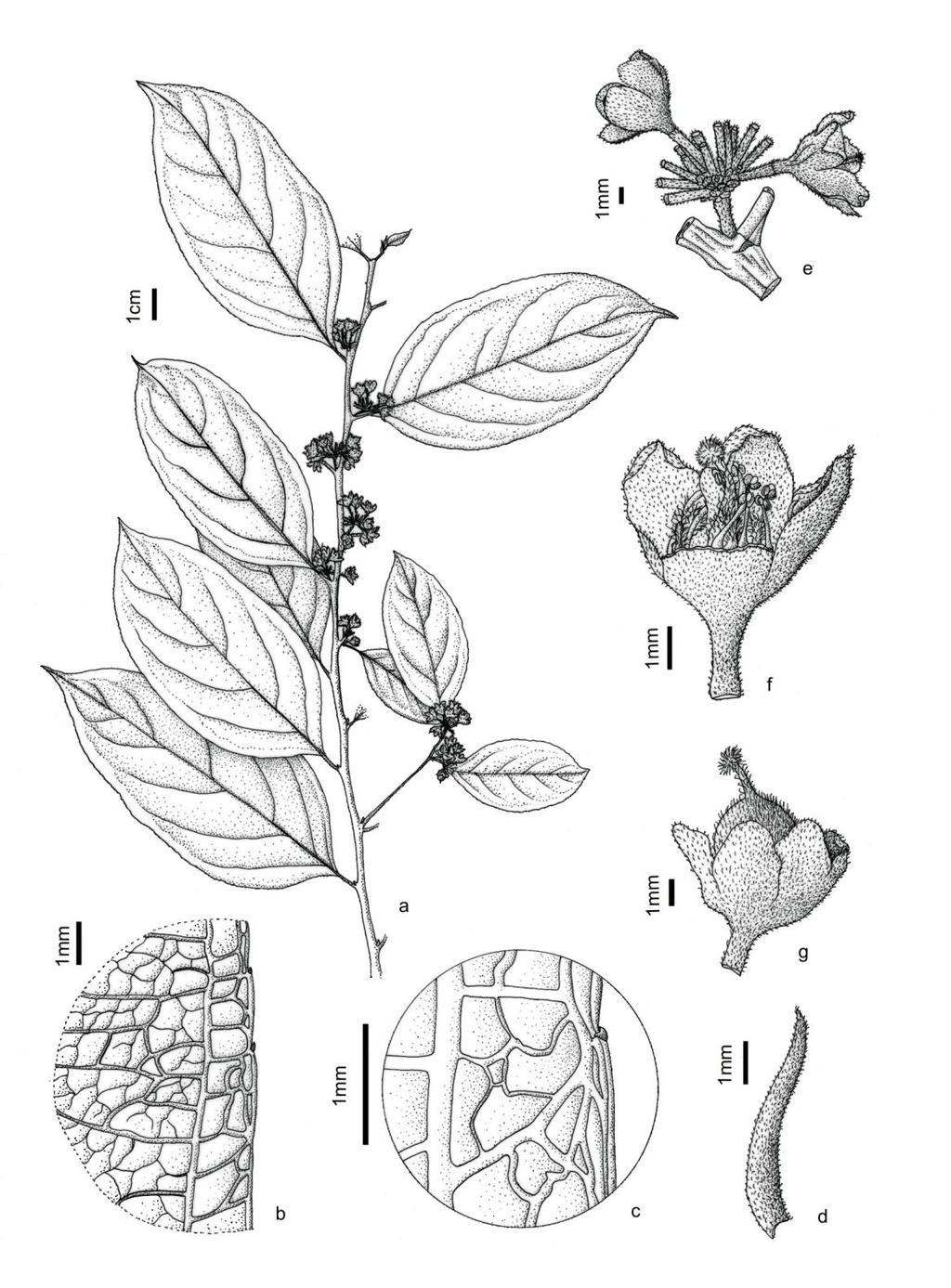 Fig. 27: Casearia neblinae: a - ramo com inflorescência em flores, b detalhe da nervação da folha; c detalhe do bordo com glândula no dente; d estípula