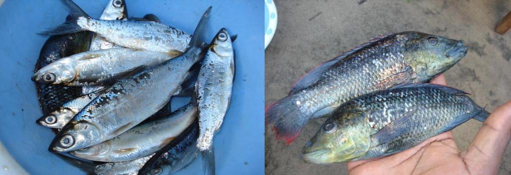 sofreu roubo e testemunhamos que no seu tanque tem muito peixe que alguns chegam a atingir 3-4kgsde peso/ peixe.