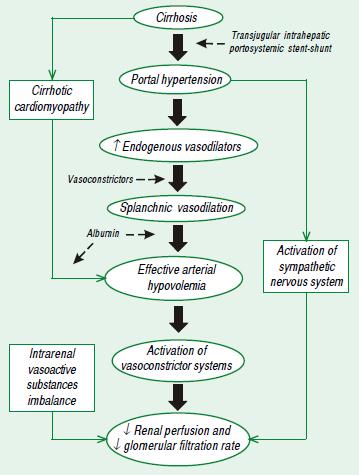 SHR Fisiopatologia Mattos AZ, Mattos