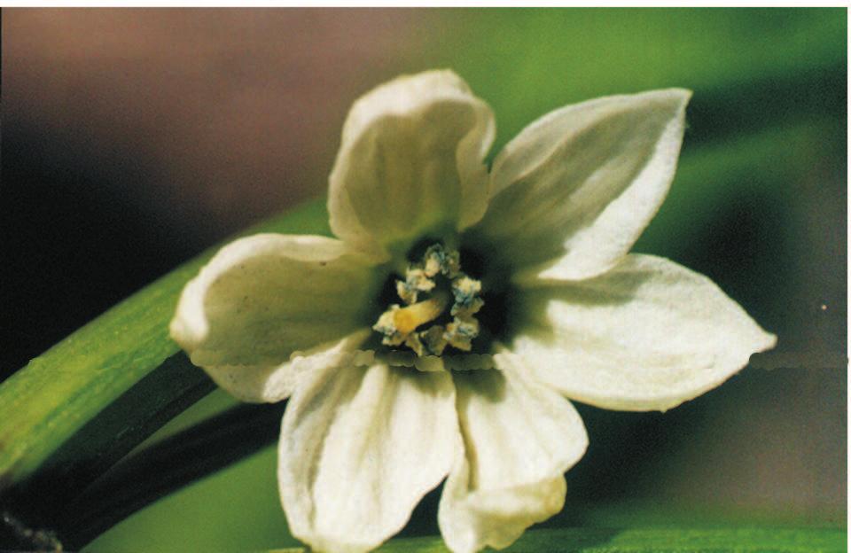 Polinização do Pimentão (Capsicum annuum) 92 com pólen de flores de uma outra planta da mesma cultivar, tocando-se os estames da flor de uma no estigma da outra flor, quando o mesmo estava receptivo.