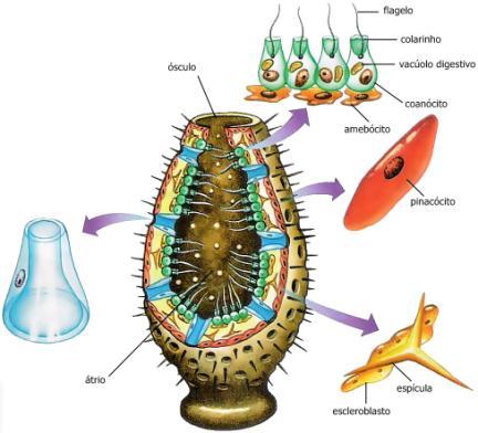 pequeno e comprimidas entre o texto. Dessa forma, não oferece uma boa visualização de detalhes das estruturas microscópicas.