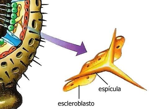 Figura 09: Esquema ilustrando uma espícula ampliada, retirado do livro C.