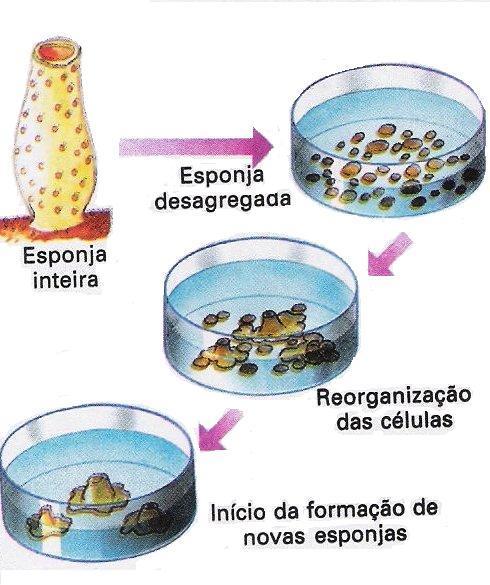 traz imagens ilustrando, separadamente, as formas reprodutivas descritas para o grupo (Figura 10). O livro C cita as formas de reprodução, mas não explica cada uma e também não as ilustra.