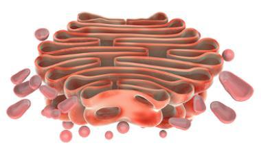 Organelas Complexo de Golgi: Sistema central de distribuição de substâncias das células;