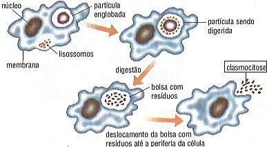 Hidrólise de material