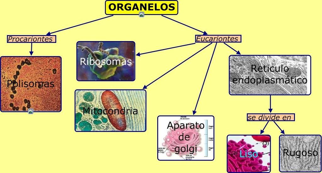 Organelas