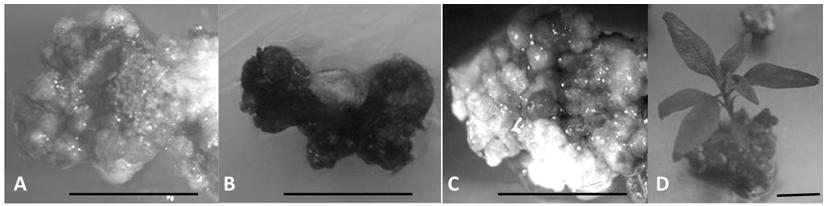 350 Oliveira-Cauduro, Y. et al.