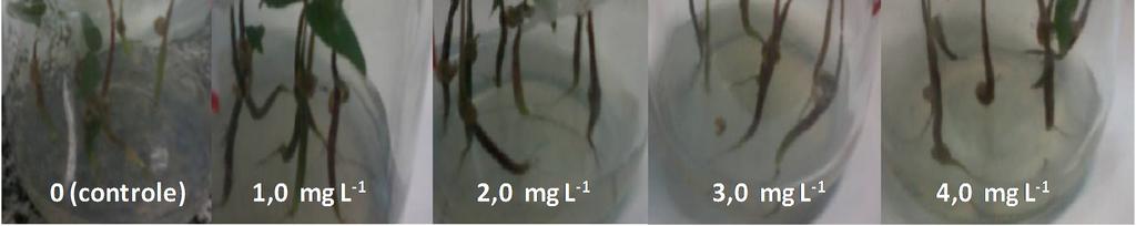 Número médio de folhas por plântula de guavira (Campomanesia adamantium) germinadas in vitro utilizando diferentes concentrações de ácido giberélico (GA 3 ) aos 45 dias após inoculação.