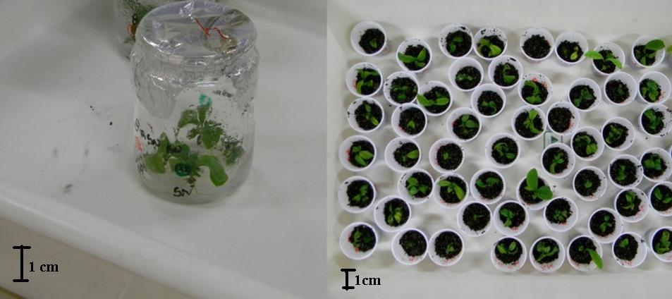 55 comprimento médio das raízes de 1,0 cm. A sobrevivência das mudas após 30 dias de aclimatização foi de 97% (dados não amostrados).