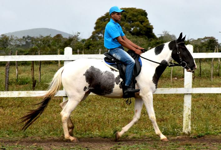 14 Desejada do Raio de Sol Fêmea Nasc.: 01/12/2013 Vendedor: Haras Raio De Sol Campeão Del Leste Pantaleão de São João Caprichosa do J.B. J.E. da Lagoa Negra Enfeitada de Santa Rita Caprichosa do J.