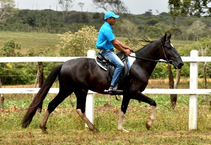 26 Juca Capibaribe Macho Nasc.