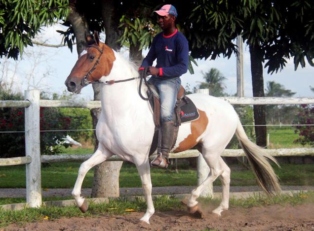 34 Nunes do Barulho Macho Nasc.