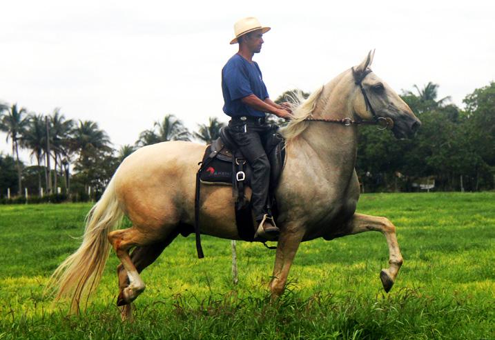 35 Apolo do Engenho Novo Castrado Nasc.